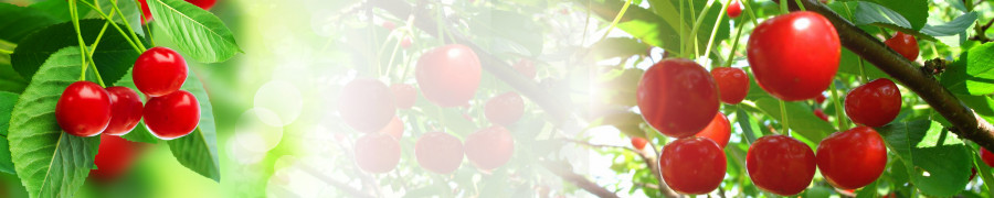 fruit-053