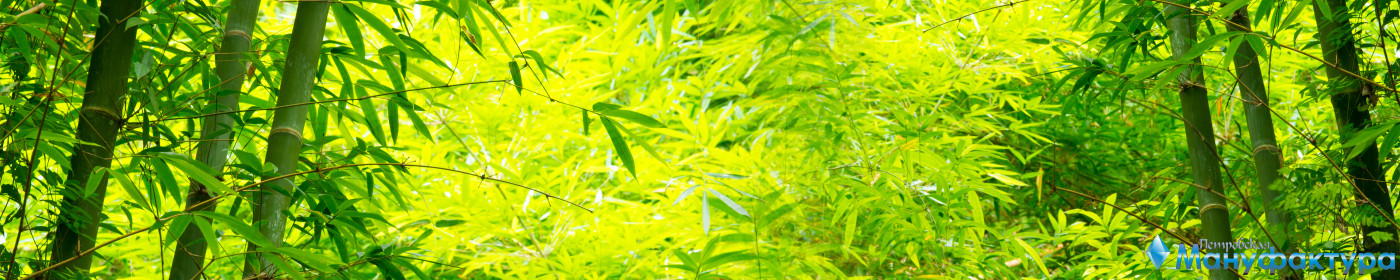bamboo-plants-024