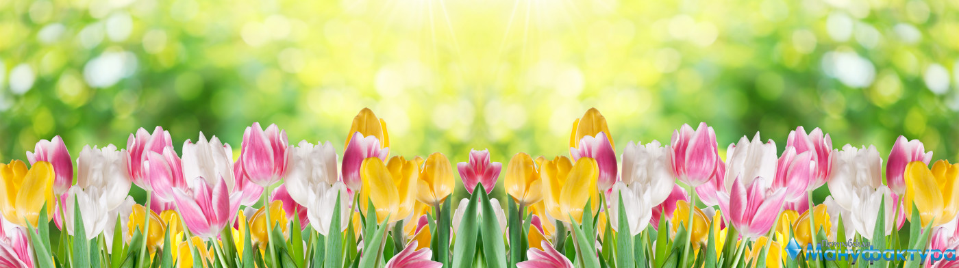 tulips-056