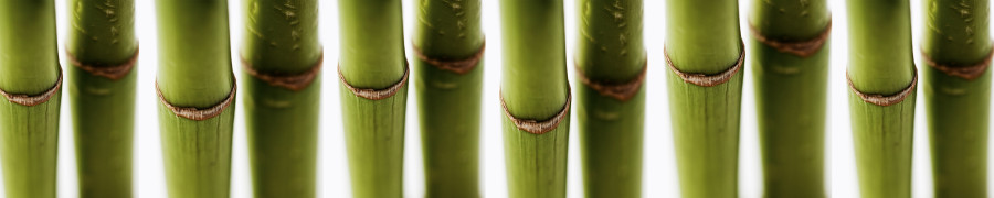 bamboo-plants-055