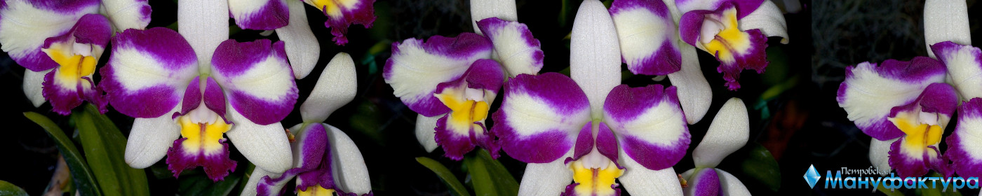 orchids-079