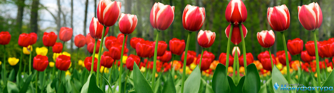 tulips-026