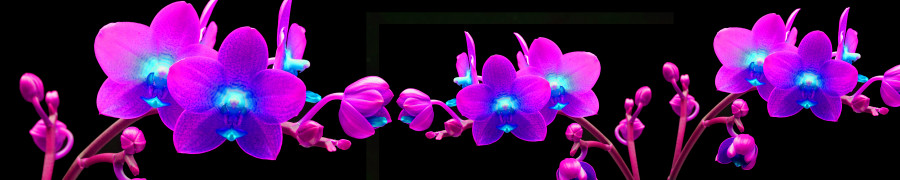 orchids-083