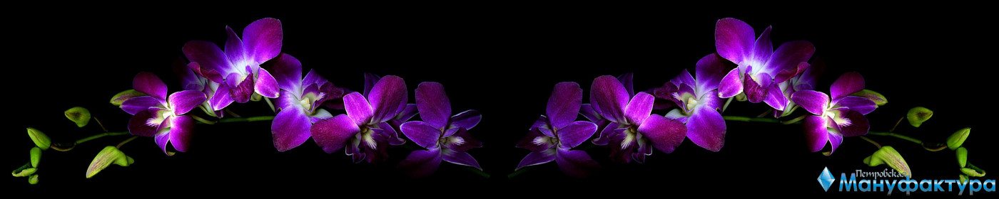 orchids-045