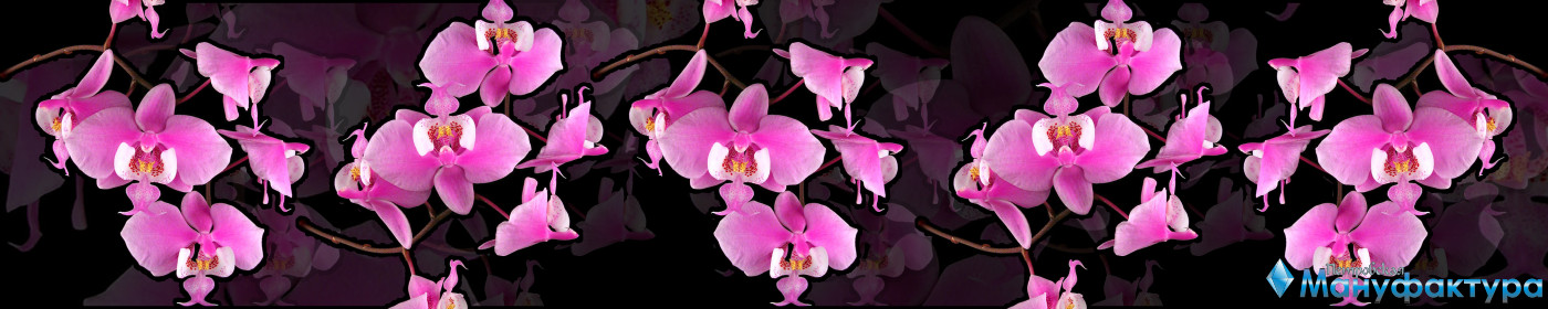 orchids-067